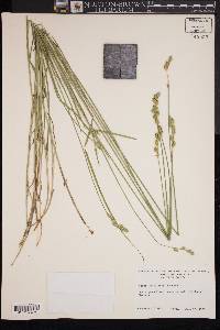 Carex festucacea image