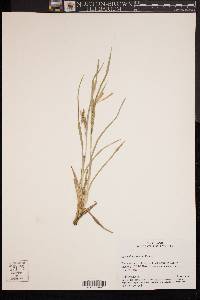 Carex flaccosperma image