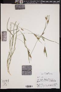 Carex flaccosperma image