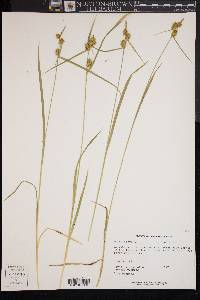 Carex flava image