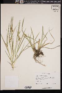 Carex flava image