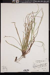 Carex floridana image