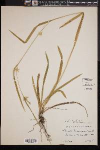 Carex folliculata image