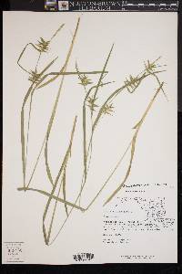 Carex lonchocarpa image