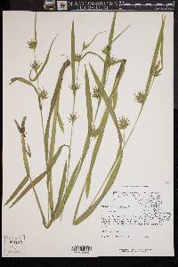 Carex folliculata image