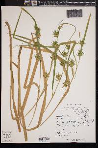 Carex folliculata image