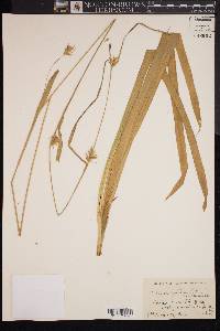 Carex folliculata image