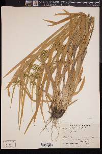 Carex folliculata image