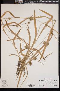 Carex folliculata image