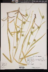 Carex folliculata image