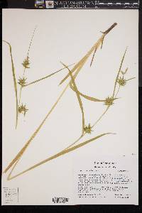 Carex folliculata image