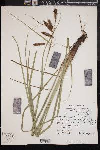 Carex glaucescens image