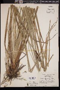 Carex glaucescens image