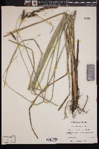 Carex glaucescens image