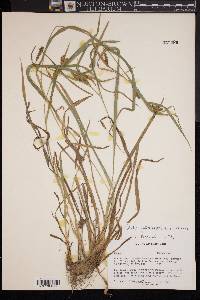 Carex glaucodea image