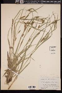 Carex glaucodea image