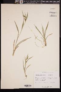 Carex glaucodea image