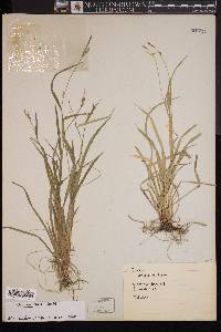 Carex gracilescens image