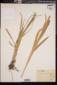 Carex grisea image