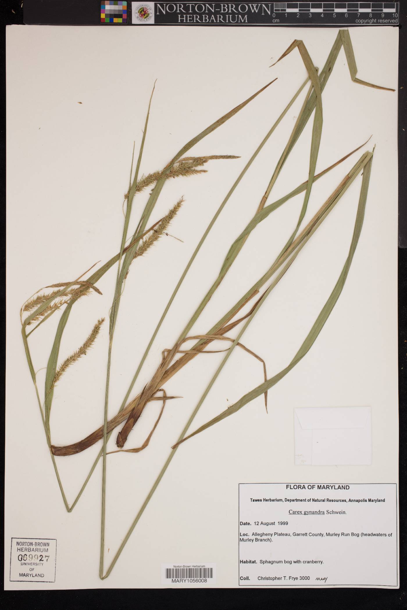 Carex gynandra image