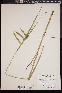 Carex crinita var. gynandra image