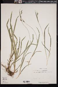 Carex hirtifolia image