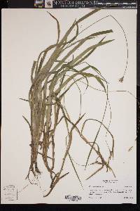 Carex hirtifolia image