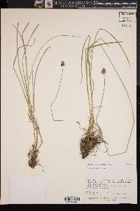 Carex hoodii image