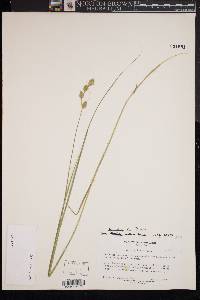 Carex hormathodes image