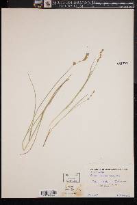 Carex hormathodes image