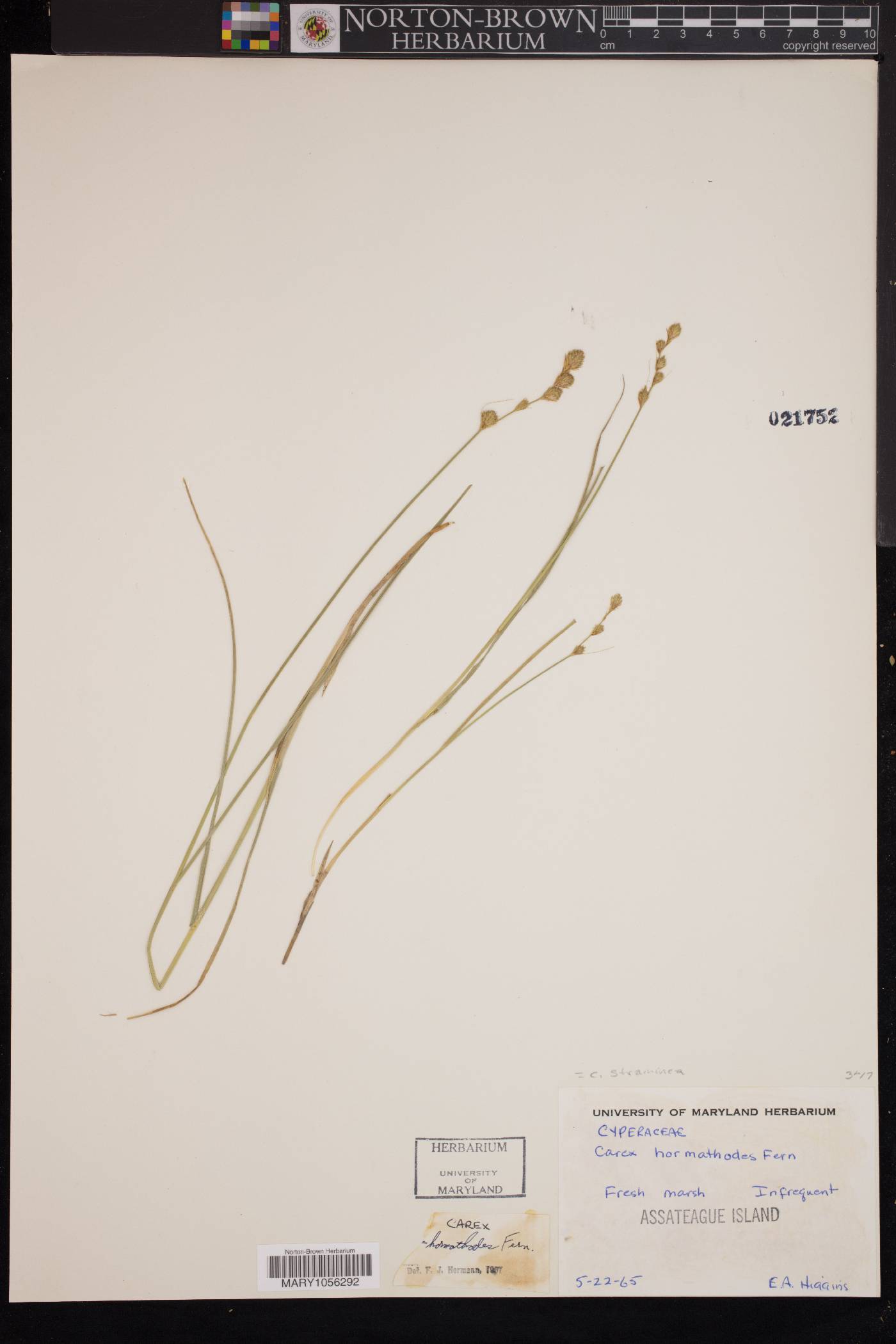 Carex hormathodes image