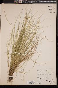 Carex atlantica subsp. capillacea image