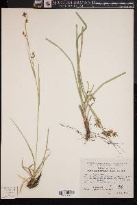 Carex humboldtiana image