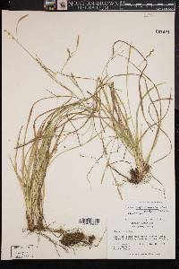 Carex impressinervia image