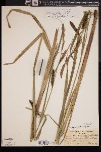 Carex lacustris image