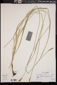 Carex laevivaginata image