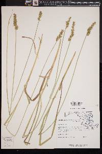 Carex laevivaginata image