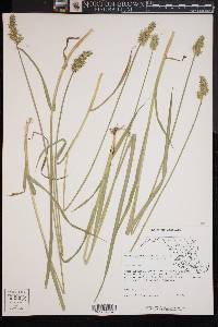 Carex laevivaginata image