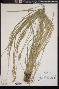 Carex laevivaginata image