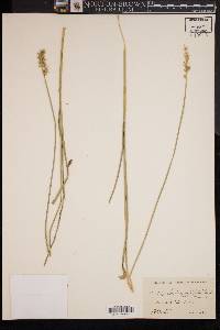 Carex laevivaginata image