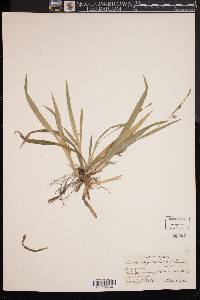 Carex laxiculmis image