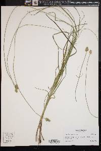 Carex leavenworthii image