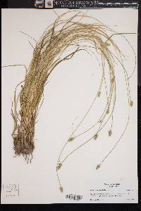 Carex leavenworthii image