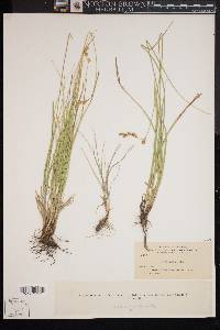 Carex liddoni image