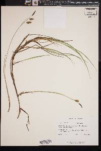 Carex limosa image