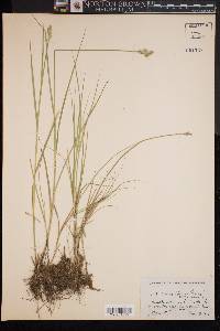 Carex longii image