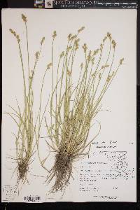 Carex longii image