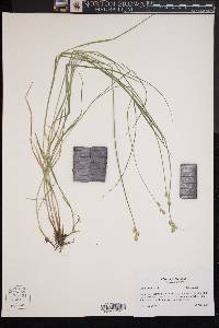 Carex longii image