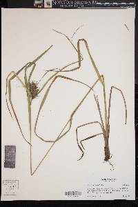 Carex louisianica image