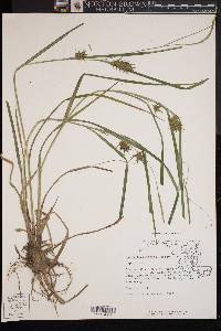 Carex louisianica image